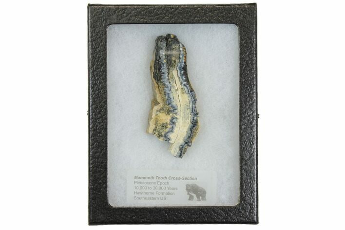 Mammoth Molar Slice With Case - South Carolina #144336